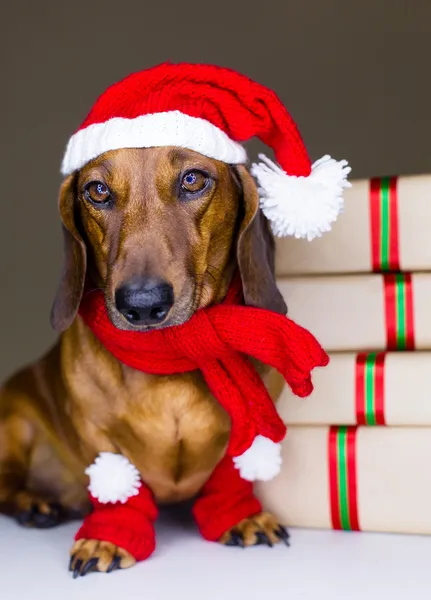 Christmas Dog — Stock Photo, Image