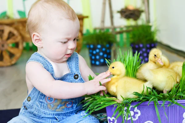 Bebé con patos pequeños —  Fotos de Stock