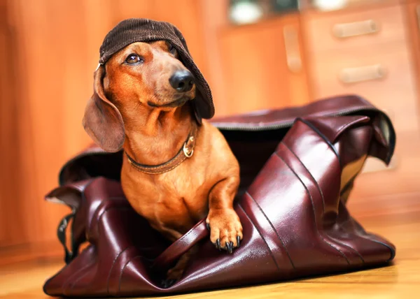 Perro en la bolsa — Foto de Stock