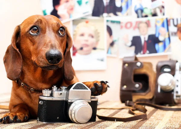 カメラを持つ犬 — ストック写真