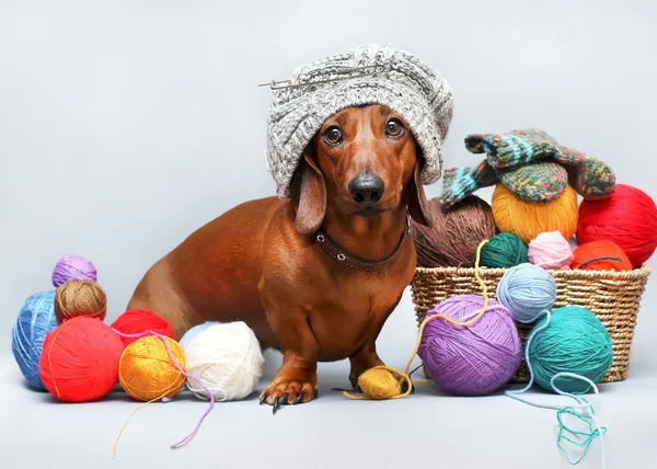 Hund und Fadenknäuel — Stockfoto