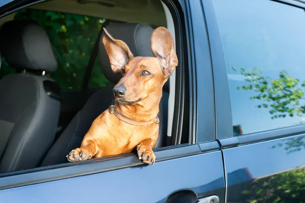 Dog looking out from the car window — Stock Photo, Image