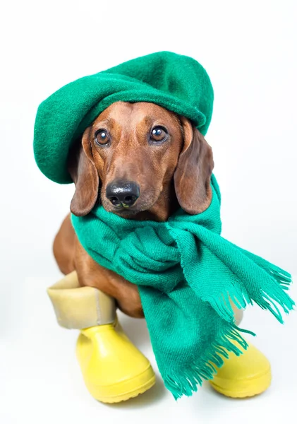 Hund i grön halsduk — Stockfoto