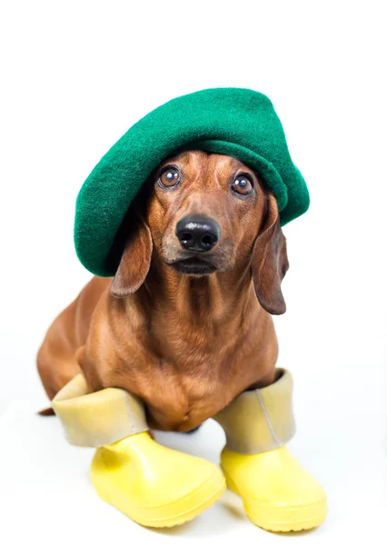 Собака в желтых сапогах — стоковое фото