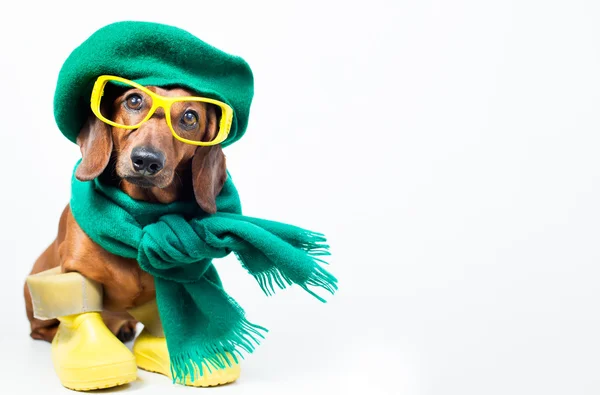 Hund i grön hatt — Stockfoto