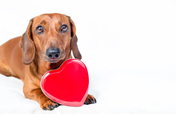 Hund mit rotem Herz — Stockfoto