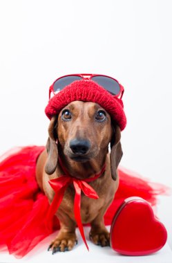 Kırmızı elbiseli şık köpek