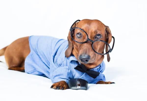 Pies jest w koszuli i okularach z myszką — Zdjęcie stockowe