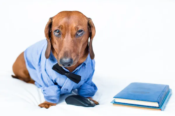 The dog is in the shirt — Stock Photo, Image