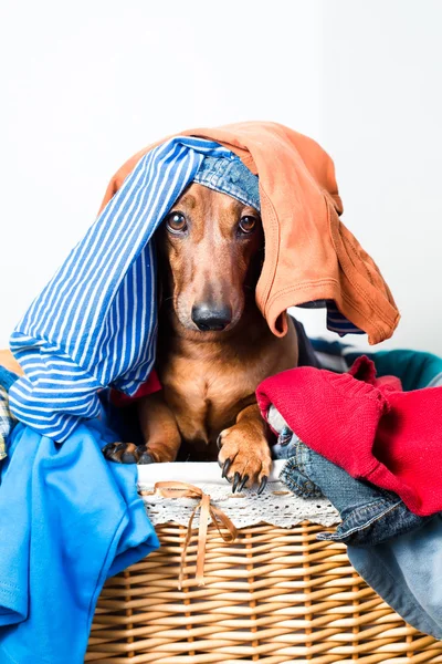 Um cão olha para fora da cesta — Fotografia de Stock