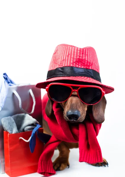 时尚红色帽子的狗 — 图库照片