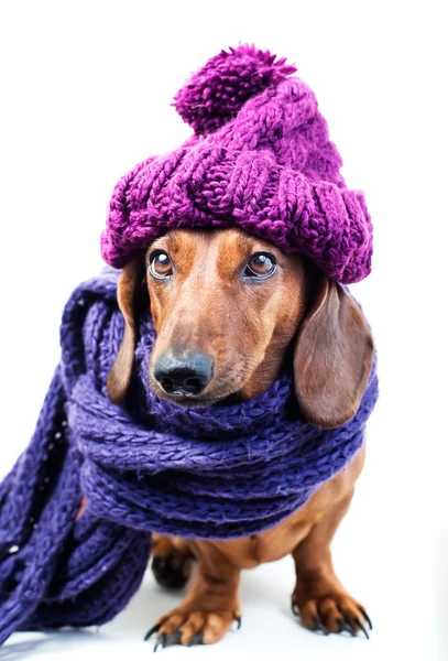 Dog in purple hat Royalty Free Stock Photos