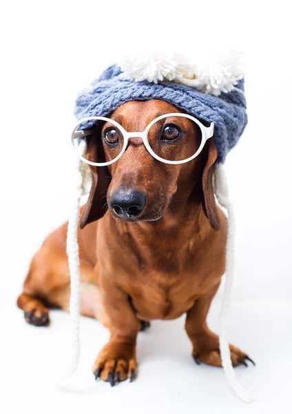 Perro con estilo — Foto de Stock