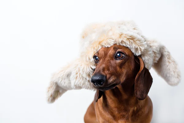 毛皮帽子的狗 — 图库照片