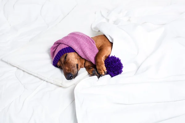 En hund i pyjamas — Stockfoto