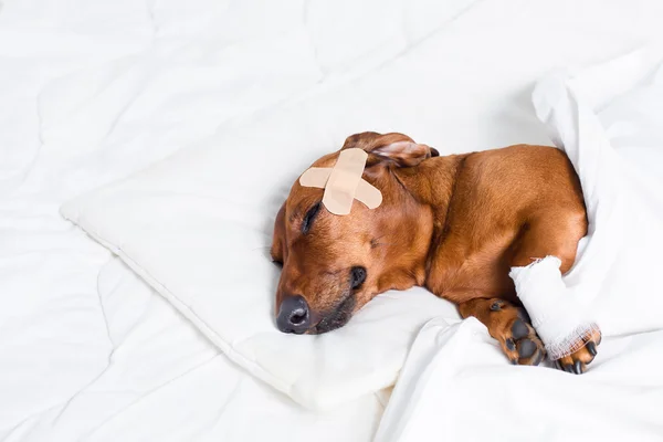 Verletzter Hund — Stockfoto