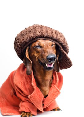 bir kap ve ceket giyen köpek