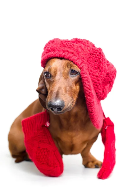 Een hond in een warme muts — Stockfoto