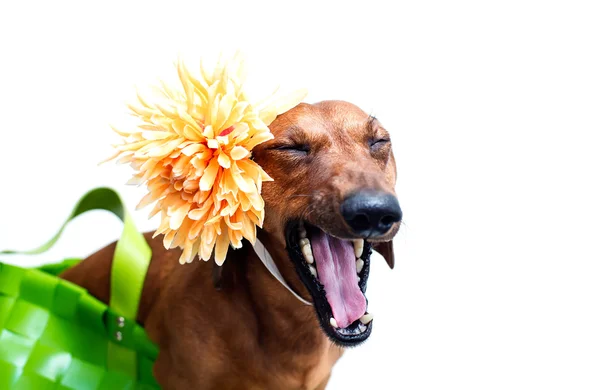 Σκυλί με λουλούδι — Φωτογραφία Αρχείου