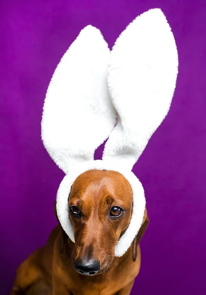 Tavşan kulaklı köpek — Stok fotoğraf