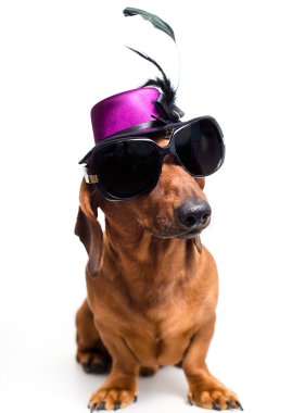 şık köpek