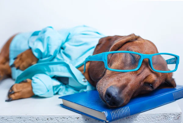 Cão bonito — Fotografia de Stock