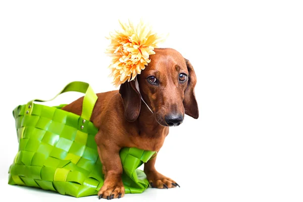 Cute dog — Stock Photo, Image