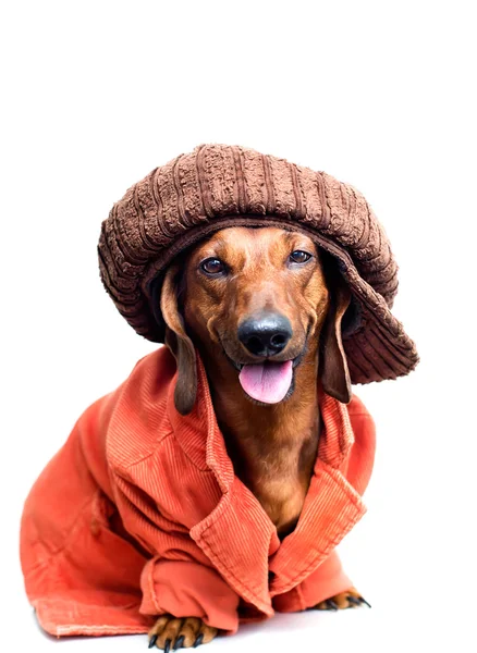 Lindo perro en gorra y chaqueta — Foto de Stock