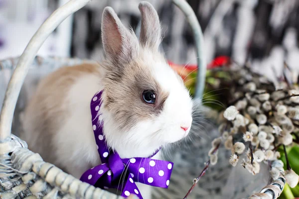 Lapin de Pâques Images De Stock Libres De Droits