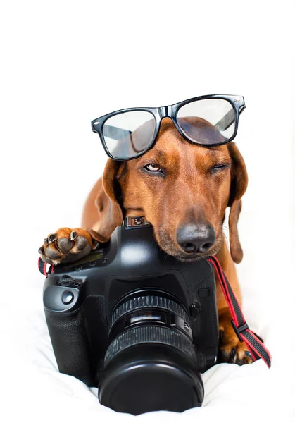 Cão com câmera — Fotografia de Stock