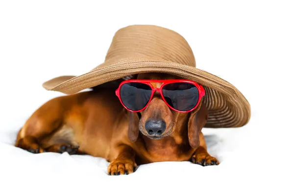 En hund i en fashionabel hatt — Stockfoto