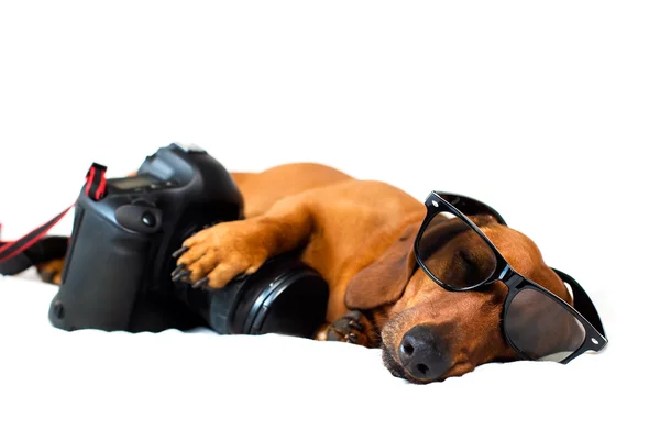 Dog with the camera — Stock Photo, Image