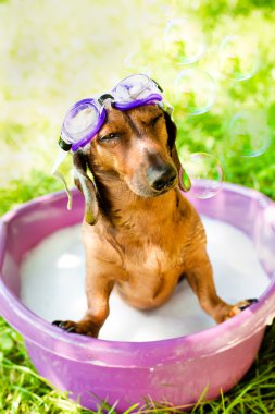 köpek bir yaz duş alır