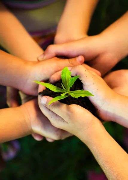 Jonge plant in childrens handen — Stockfoto