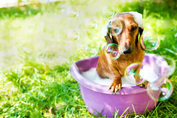 Hunden tar ett bad — Stockfoto