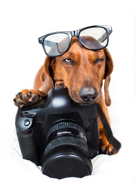 Dog with camera Stock Picture