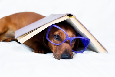 Akıllı köpek arıyorum