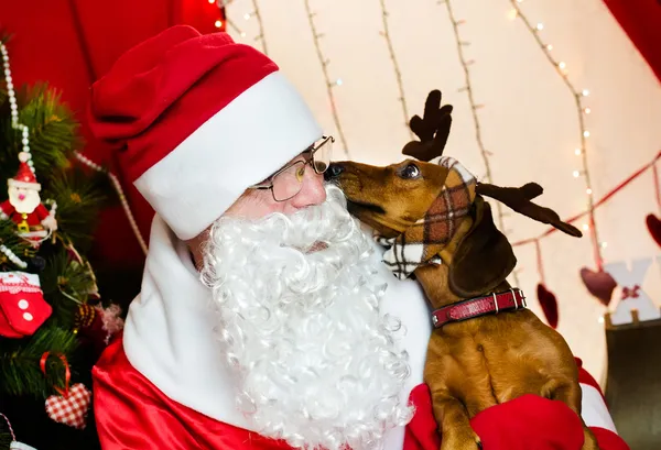 Jultomten och jul hund — Stockfoto