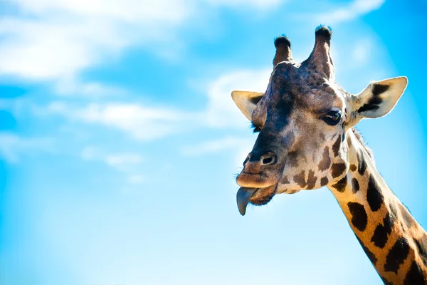 Giraffe photo from the trip to the zoo — Stock Photo, Image