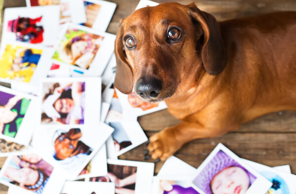 Симпатичная собака среди фотографий
