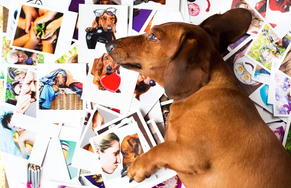 Cane carino tra le foto — Foto Stock