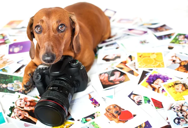 Söt hund bland bilderna — Stockfoto