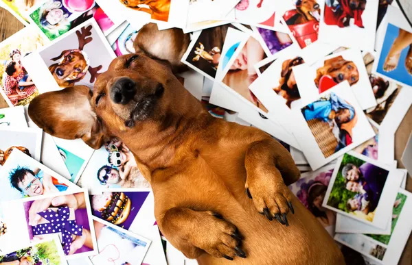 Cute dog among the photos — Stock Photo, Image