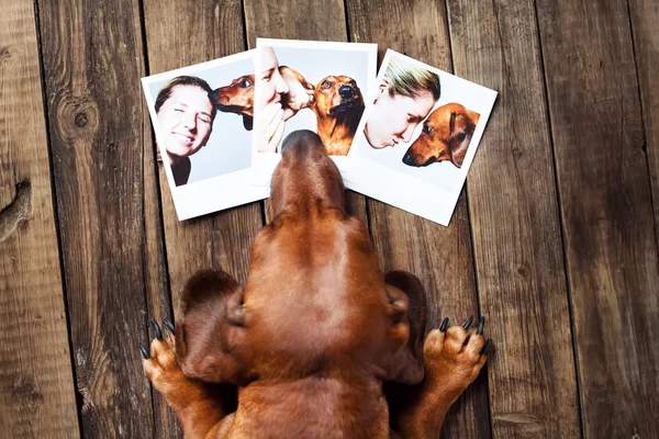 Lindo perro entre las fotos — Foto de Stock