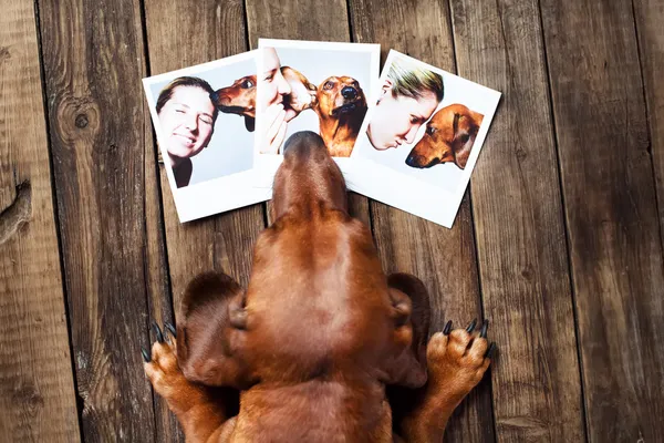 Симпатичная собака среди фотографий Стоковое Изображение