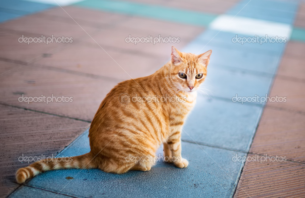рыжий кот перебежал дорогу. рыжий кот перебежал дорогу. черная кошка перебегает дорогу. рыжий кот перебежал дорогу. кошка бегает.