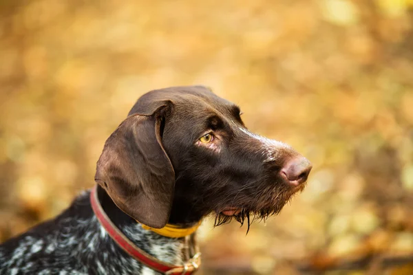 Den bruna hund spela på i parken — Stockfoto