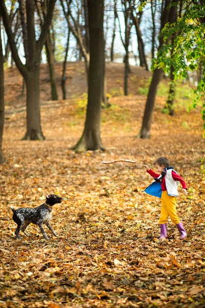 Le chien brun joue dans le parc — Photo