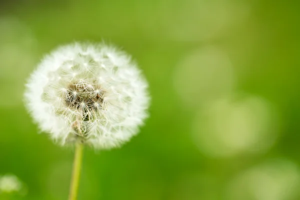 Dandelion flower — Stock Photo, Image