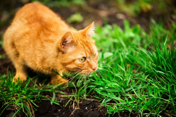 Cute kitty hunting on the nature — Stock Photo, Image